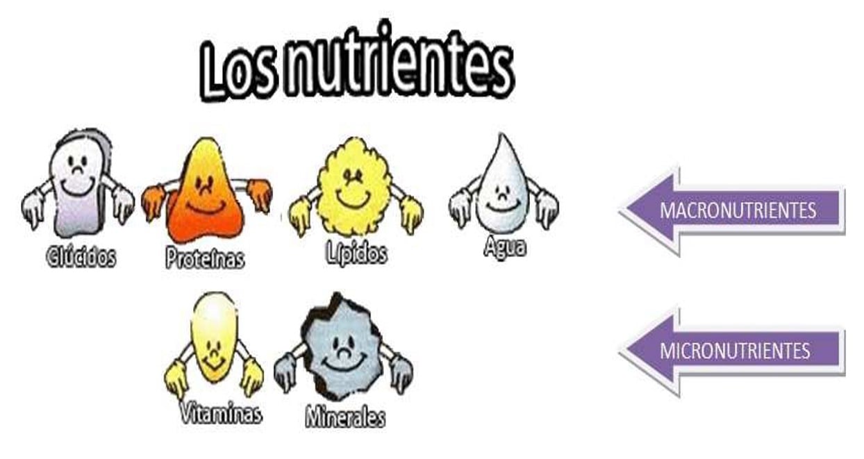 los macro y micro nutrientes 