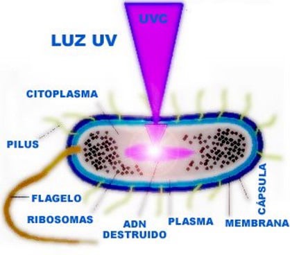 EL rango de la luz es de 300nm (UV-C), este método natural y no quimico penetra y desactiva el AND de los microorganismos haciendolos incapaces de reproducirse e infectar